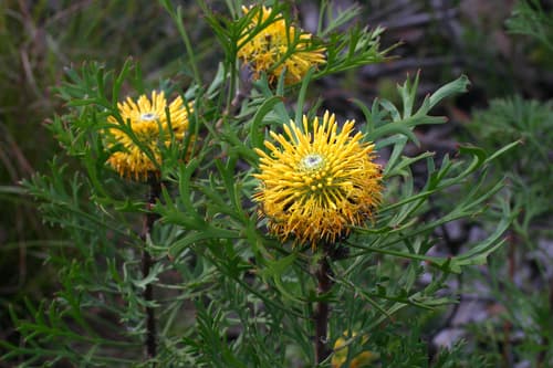 Broad-leaved Drumsticks