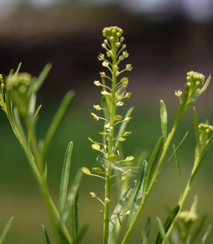 Common Peppergrass