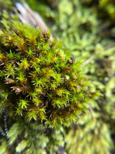 Sessile Grimmia