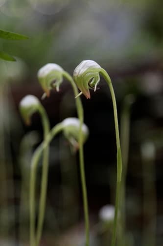 Nodding Greenhood
