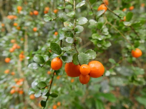 Orange Thorn