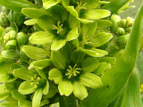 White Hellebore