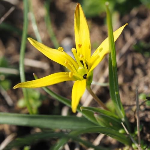 Meadow Gagea