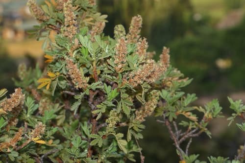 Ouhout Bonsai
