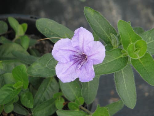 Hairy Ruellia