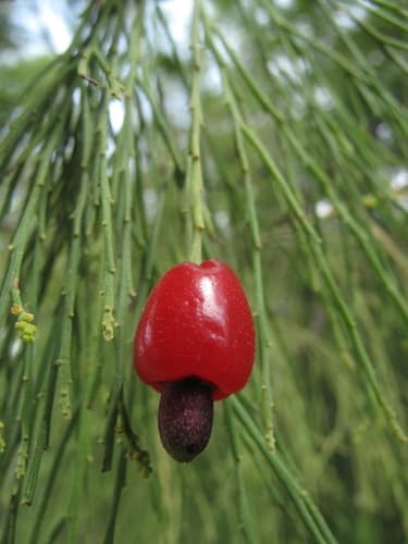 Cherry Ballart