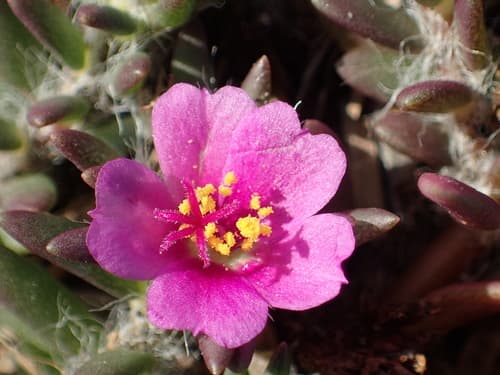 Shaggy Portulaca Bonsai