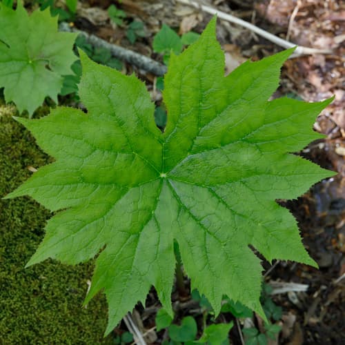 Umbrella-leaf