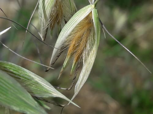 Animated Oat