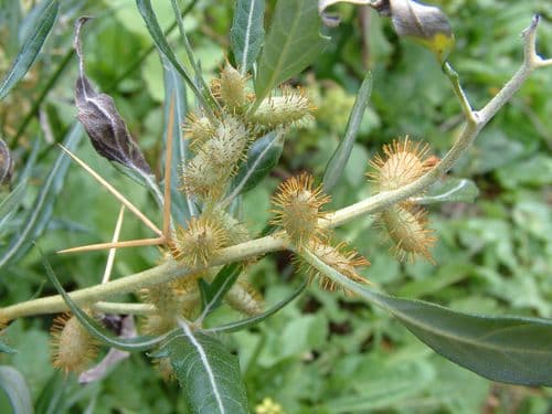Spiny Cocklebur
