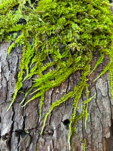 Nuttall's Homalothecium Moss