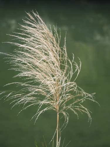 Tall Reed Bonsai