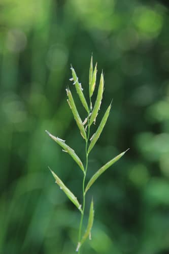 Tor-grass