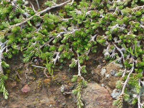 Ashy Spikemoss