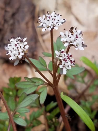 Harbinger of Spring