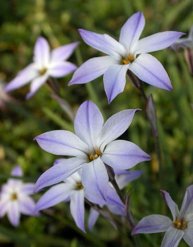 Spring starflower