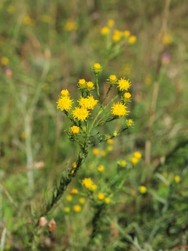 Goldilocks Aster