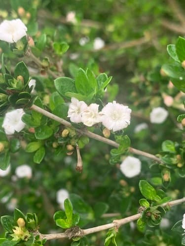 Snowrose Bonsai