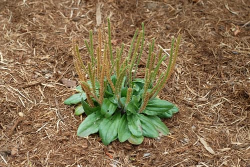 Dwarf Plantain