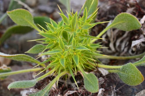 Devil's Spineflower