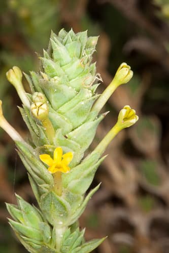Maritime Crosswort