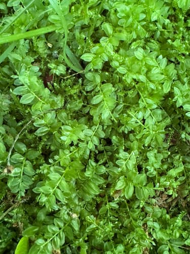Wavy-leaf Moss