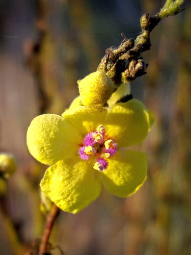 Wavyleaf Mullein Flower