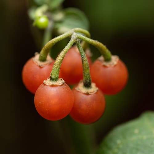 Red Nightshade