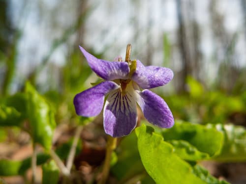 Great-spurred Violet