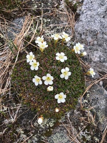 Diapensia