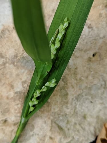 White Bear Sedge