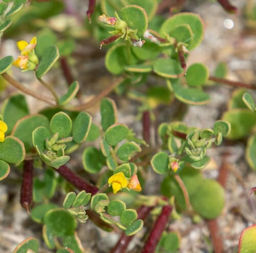 Coastal Bird's-foot Trefoil Bonsai