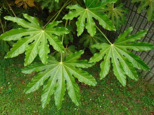 Japanese Aralia Bonsai