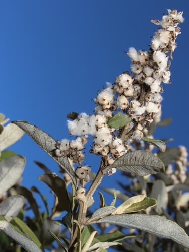 Coastal Camphorbush