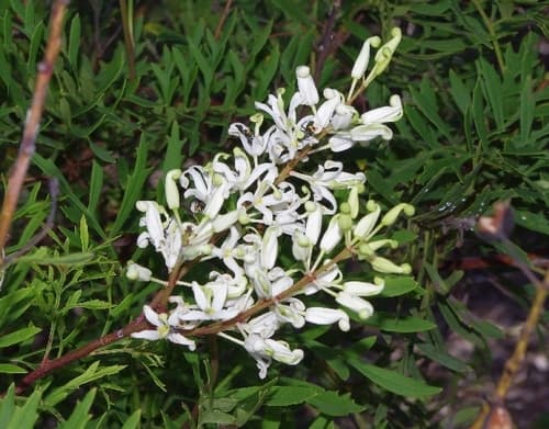 Crinkle Bush