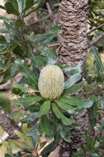 Old man banksia
