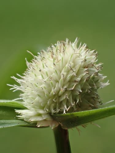 Whitehead Spikesedge
