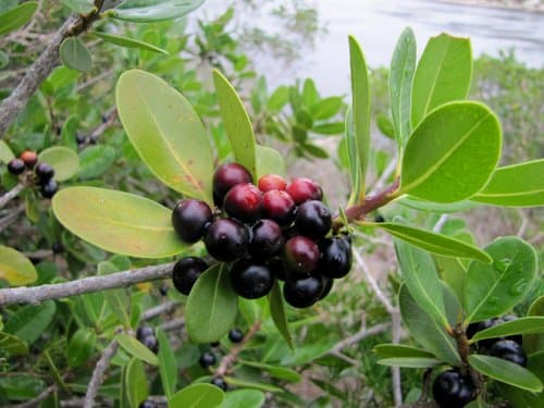 White Milkwood