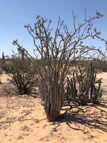 Ashy Jatropha