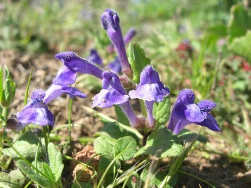 Blue Skullcap