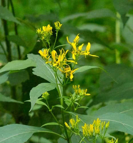 Yellow Crownbeard