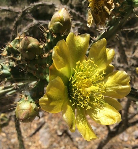 Thurber's Cholla