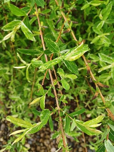 Dappled Willow Bonsai