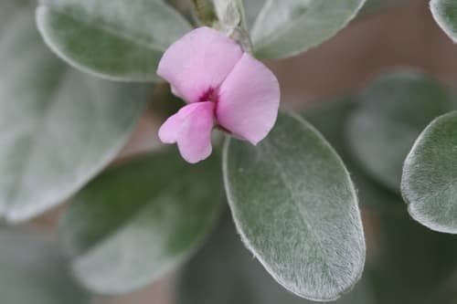 Satin bush