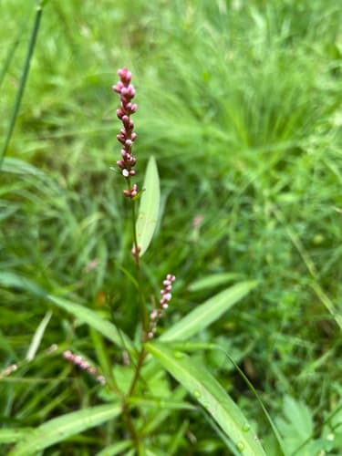 Small Water-pepper