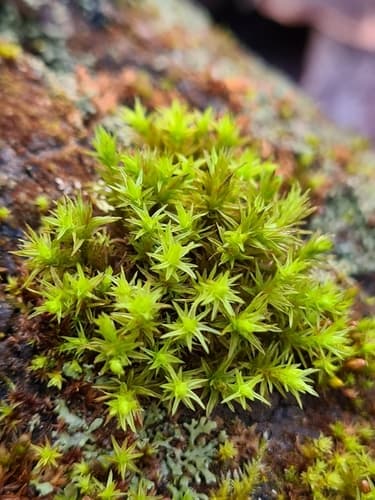 Wood Bristle-moss