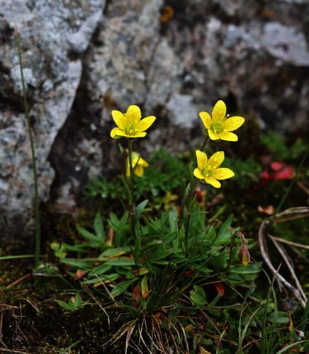 Marsh Saxifrage