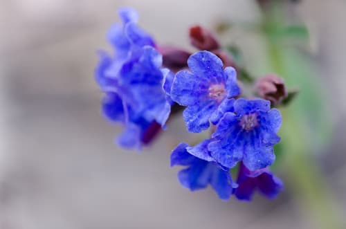 Hairy Lungwort