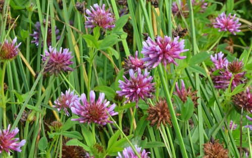 Springbank Clover