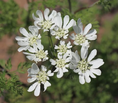 Large-flowered Orlaya